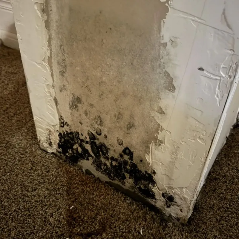 Professional Mold Removal in Cheyenne, OK